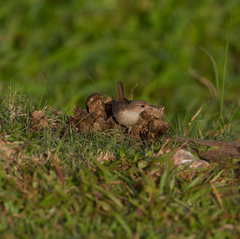 Troglodytes aedon