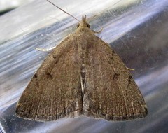 Zanclognatha protumnusalis