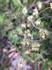 Pimpinella niitakayamensis