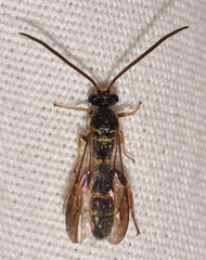 Metopiinae