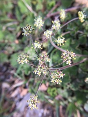 Pimpinella niitakayamensis
