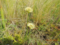 Allium flavescens