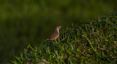 Troglodytes aedon