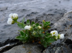 Draba incana