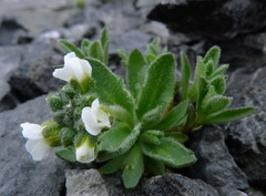 Draba incana