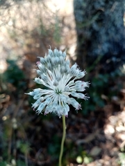 Allium