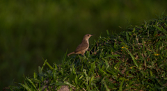 Troglodytes aedon