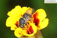 Anthidiellum boreale