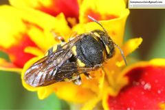 Anthidiellum boreale