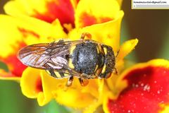 Anthidiellum boreale