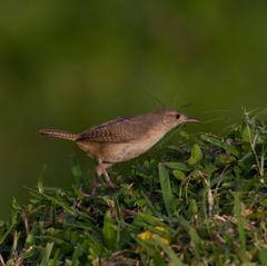 Troglodytes aedon