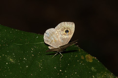 Perophthalma tullius