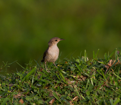 Troglodytes aedon