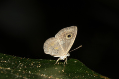 Perophthalma tullius