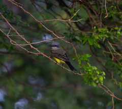 Tyrannus melancholicus