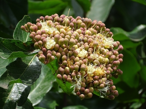 Maranthes polyandra