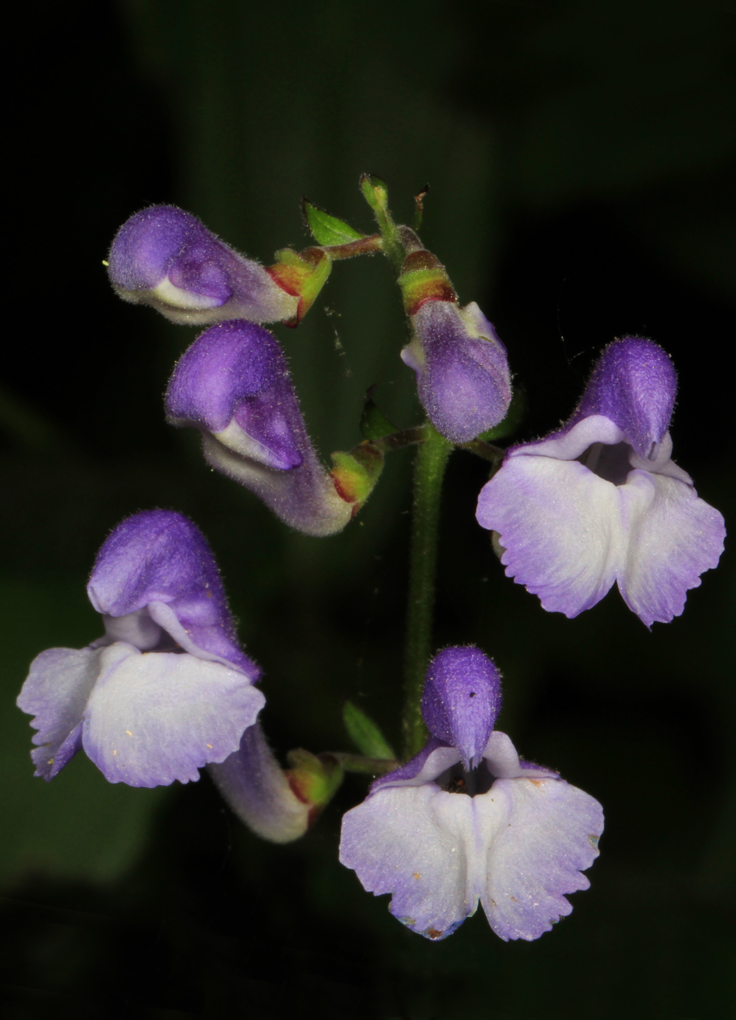 Scutellaria serrata