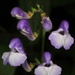 Scutellaria serrata - Photo (c) Judy Gallagher, algunos derechos reservados (CC BY), subido por Judy Gallagher