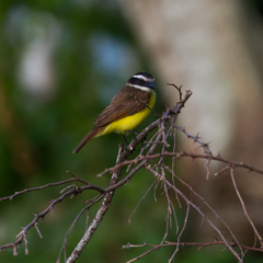 Pitangus sulphuratus