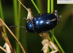 Chrysochus chinensis