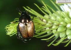 Popillia quadriguttata