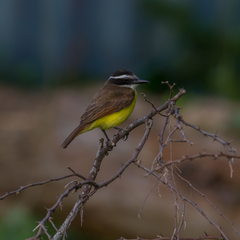 Pitangus sulphuratus