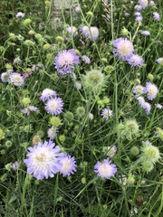 Knautia arvensis