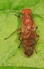 Suillia quinquepunctata