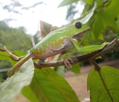 Phyllomedusa tarsius