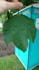 Acer pseudoplatanus