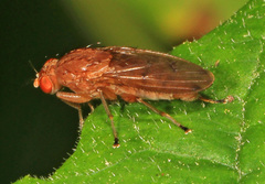 Suillia quinquepunctata