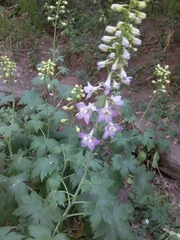 Delphinium cultorum