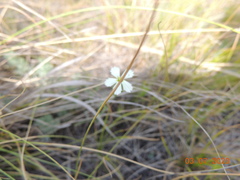 Dianthus ramosissimus