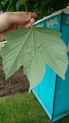 Acer pseudoplatanus