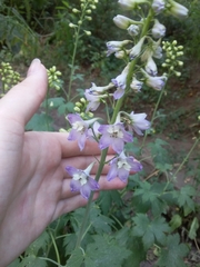 Delphinium cultorum
