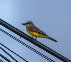 Tyrannus melancholicus
