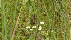 Echthistus rufinervis