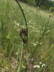 Echthistus rufinervis
