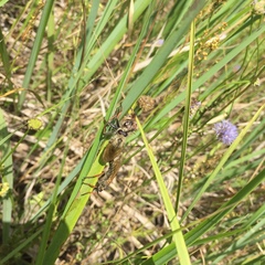 Echthistus rufinervis
