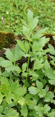 Levisticum officinale