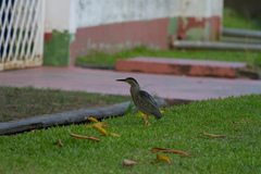 Butorides striata