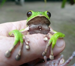 Phyllomedusa tarsius