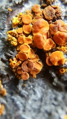 Lichenoconium xanthoriae