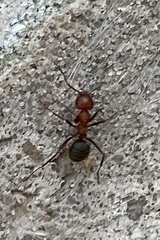 Formica opaciventris