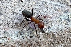 Formica opaciventris