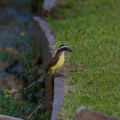 Pitangus sulphuratus