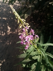 Chamaenerion angustifolium