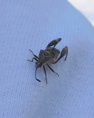 Merocoris distinctus