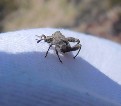 Merocoris distinctus