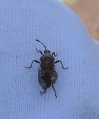 Merocoris distinctus
